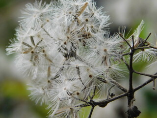 Macro shot of white and fluffy dandelions 