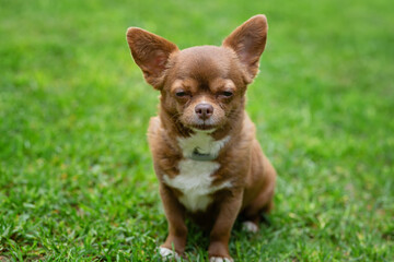Brown chihuahua dog lying in green grass