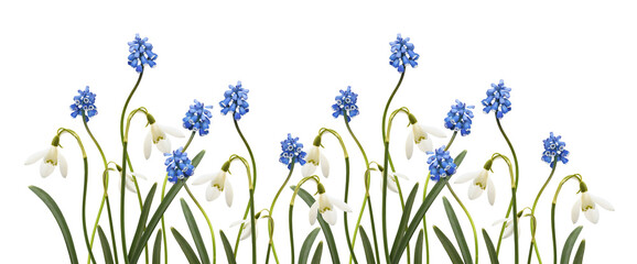 Small blue flowers of muscari  and snowdrops in a spring floral border isolated on white or...