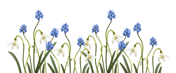 Tableaux sur verre Herbe Small blue flowers of muscari  and snowdrops in a spring floral border isolated on white or transparent background