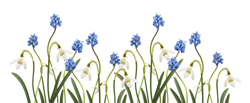 Small blue flowers of muscari  and snowdrops in a spring floral border isolated on white or transparent background