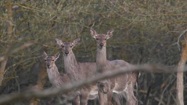 A group of spotted deer stands in the forest. The animals are alarmed and whistling. Video from Sika deer. The cry of a deer