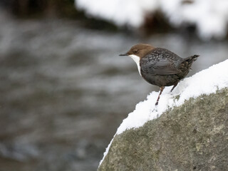 Wasseramsel (Cinclus cinclus)