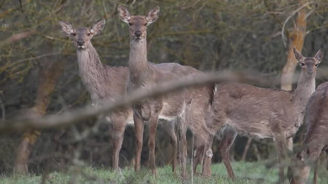 A group of spotted deer stands in the forest. The animals are alarmed and whistling. Video from Sika deer. The cry of a deer