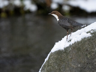 Wasseramsel (Cinclus cinclus)