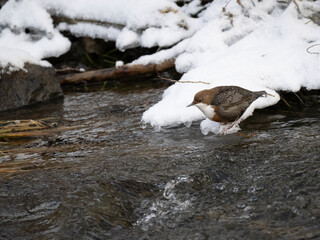 Wasseramsel (Cinclus cinclus)