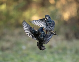 Star (Sturnus vulgaris)
