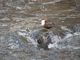 Wasseramsel (Cinclus cinclus)