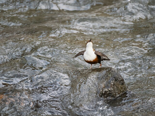 Wasseramsel (Cinclus cinclus)