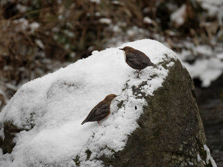 Wasseramsel (Cinclus cinclus)