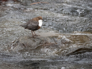 Wasseramsel (Cinclus cinclus)