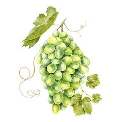 A bunch of green grapes with leaves. Grapevine. Isolated watercolor illustration. For the design of labels of wine, grape juice and cosmetics, wedding cards, stationery, greetings cards