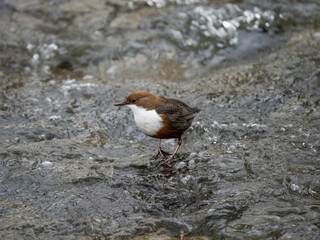 Wasseramsel (Cinclus cinclus)