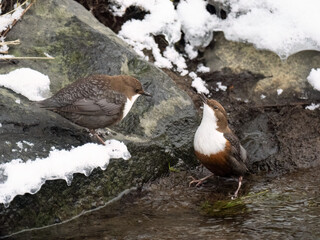 Wasseramsel (Cinclus cinclus)