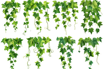 collection of vines isolated on white background