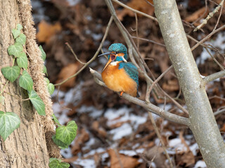 Eisvogel (Alcedo atthis)