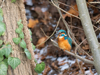 Eisvogel (Alcedo atthis)