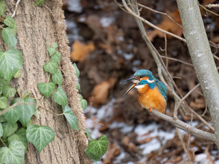 Eisvogel (Alcedo atthis)
