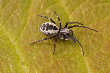 Closeup on a small, colorful black and white meshweaver spider, Dictyna species, sitting on a green...