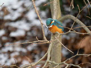 Eisvogel (Alcedo atthis)