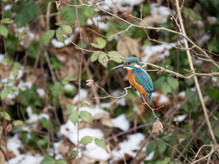 Eisvogel (Alcedo atthis)