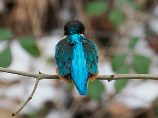 Eisvogel (Alcedo atthis)