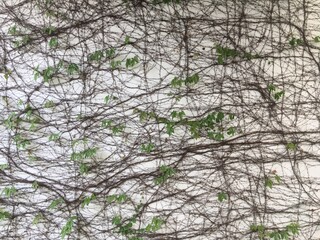Liana, vines, climbing vines, wall, greening