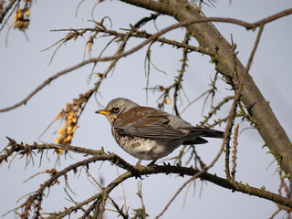 Wacholderdrossel (Turdus pilaris)
