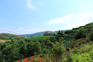 Fototapeta premium Terrace farming with green and orange field
