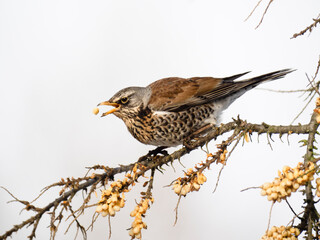 Wacholderdrossel (Turdus pilaris)
