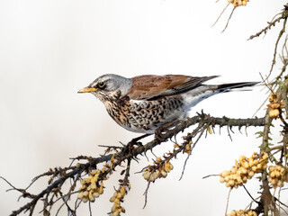 Wacholderdrossel (Turdus pilaris)