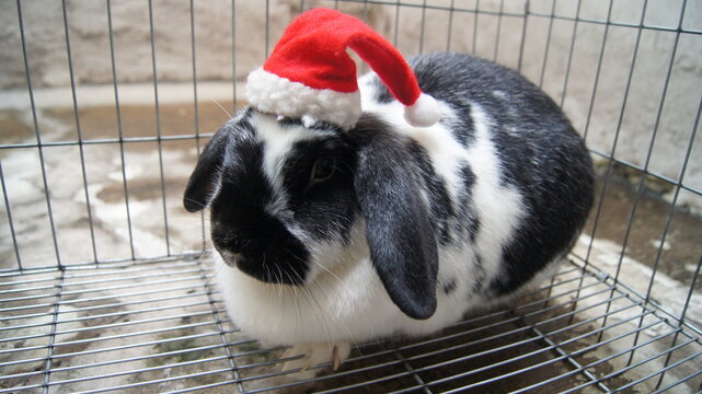 cleo navidad