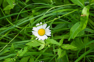 daisy in the grass