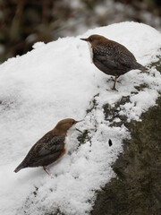 Wasseramsel (Cinclus cinclus)