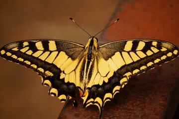 Closeup on a colorful European Swallowtail Butterfly, Papilio machaon, with spread wings