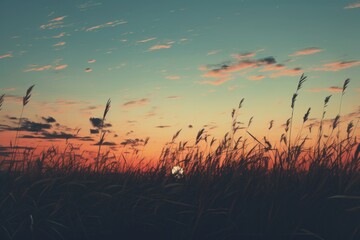  a field of tall grass with the sun setting in the background and a few clouds in the sky with a little bit of light on top of the grass in the foreground. - obrazy, fototapety, plakaty