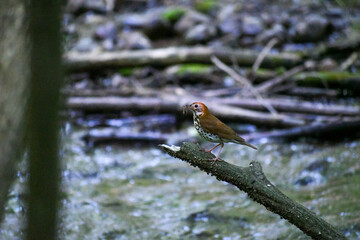 Wood Thrush on Branch