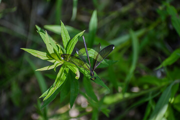 Damselfly on Green Plants