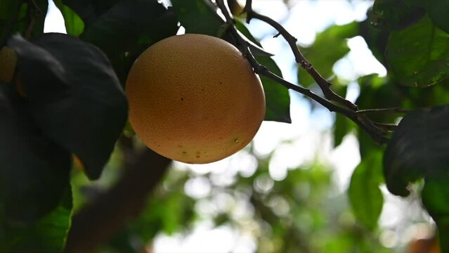 slow motion video of a ripe grapefruit on its tree