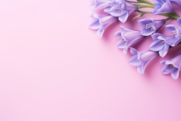  a bouquet of purple flowers on a pink background with space for a text or an image of a bouquet of purple flowers on a pink background with space for text.