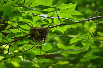 Bird's Nest in Tree