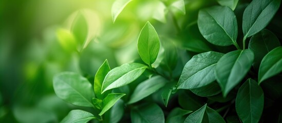 Fototapeta na wymiar Fresh green leaves in garden at summertime on natural blur background. Generate AI image