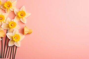  a bunch of yellow daffodils on a pink background with a place for a text or an image with a place for a place for your own text.