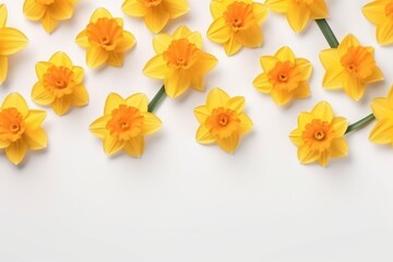  a bunch of yellow daffodils on a white background with a place for a text or an image to put on a greeting card or for a special occasion.