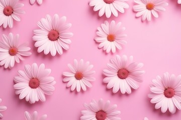  a group of white daisies on a pink background with space for a text or an image to put on a greeting card or as a greeting card or for someone special occasion.