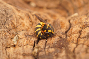 Closeup on a small colorful Celonites abbreviatus wasp, curled up in an antipredator posure