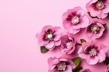  a bunch of pink flowers with green leaves on a pink background with a place for a text top view of a bunch of pink flowers with green leaves on a pink background.