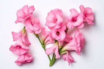  a bunch of pink flowers sitting on top of a white table next to a green leafy plant on top of a white table top of a white table with a white background.