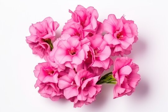  a bunch of pink flowers sitting on top of a white table next to a green leafy plant in the center of the picture, on a white background is a white surface.