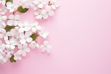  a bunch of white flowers with green leaves on a pink background with space for a text or an image with a place for a text ornament stock photo.